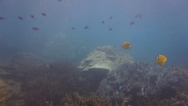 Blue Coral Diving