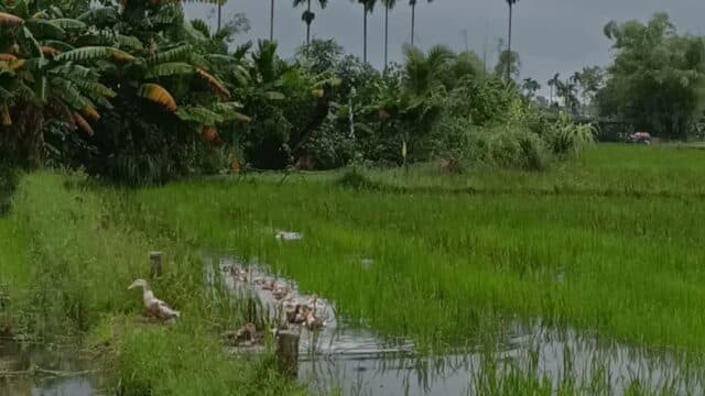 Hoi An Garden Sea Homestay