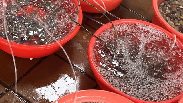 Nhà Hàng Hải Sản Gió Biển, Cửa Đại, Hội An