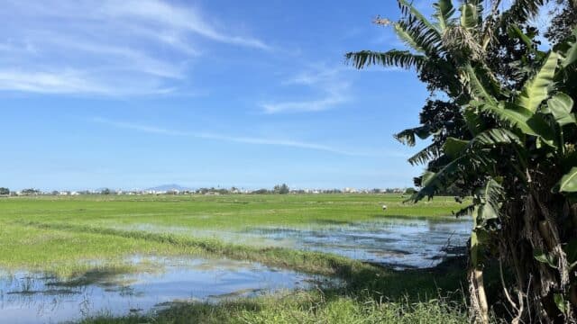 Green rice field with patches of water under a blue sky, banana trees on the right—an Angiee Adventures moment.