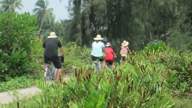 Four people ride bicycles on a path surrounded by green plants and trees, all wearing hats, enjoying a Cactus Tours adventure.