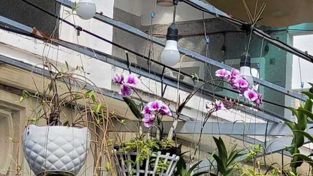 Hanging pots with green plants and purple orchids in Hoi An, with light bulbs and a building in the background.