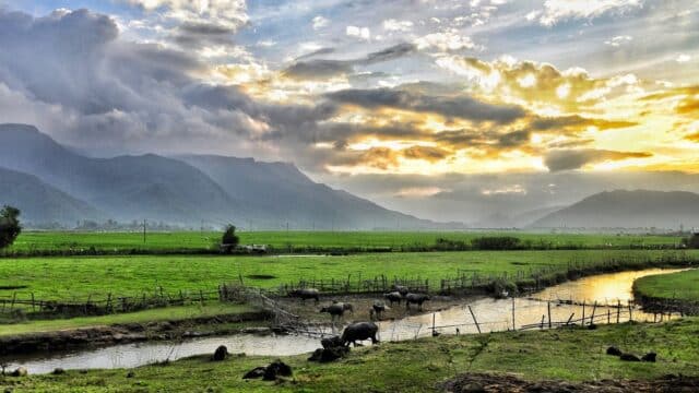A river winds through green fields near Hoi An with water buffalo, mountains, and a dramatic cloudy sunset in the background.