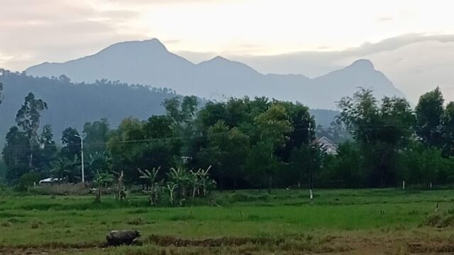 Rice field with water buffalo, green trees, and mountains at sunrise—a perfect scene before a My Son Sanctuary daily tour.