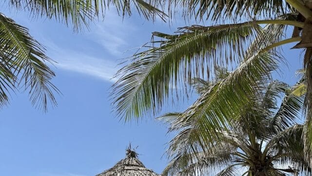 Palm trees and thatched beach umbrellas under a bright blue sky by the sea in Hoi An.