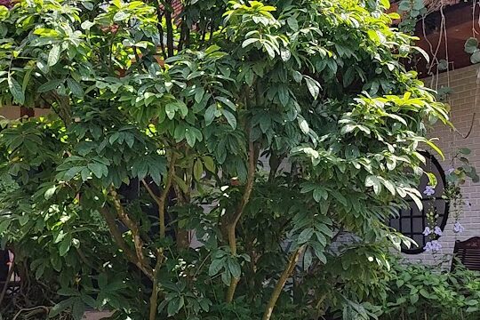 A lush green tree grows in a circular brick planter in Hoi An, with flowering vines on a nearby building under a sunny sky.