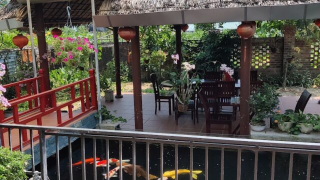 Colorful koi fish swim in a pond beside a thatched Hoi An gazebo with red railings and potted plants under a sunny sky.