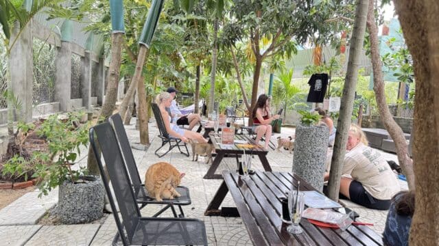 People relaxing at an outdoor cafe in Hoi An among trees, with cats lounging on chairs and ground, drinks and menus on wooden tables.
