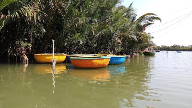 Round boats in yellow, blue, and orange float on a calm Hoi An river beside tall palm trees under a clear sky.