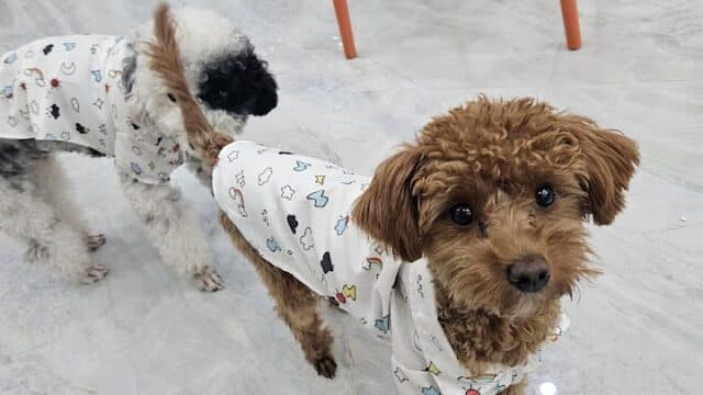 Two small dogs in white printed hoodies stand on a shiny floor near orange chairs and washing machines in Hoi An.