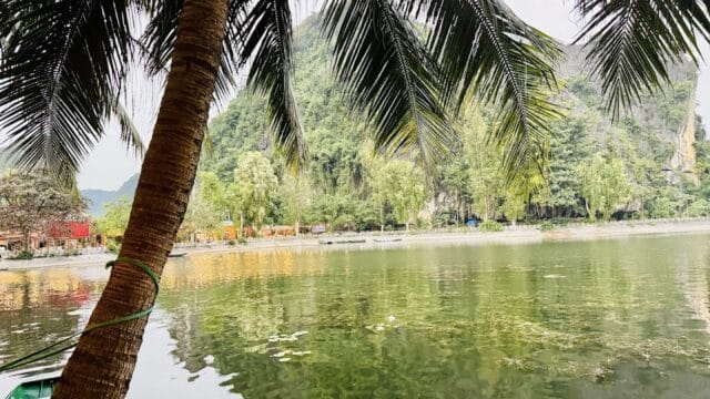 A palm tree leans over a calm green lake in Hoi An, with distant trees and mountains reflected in the tranquil water.